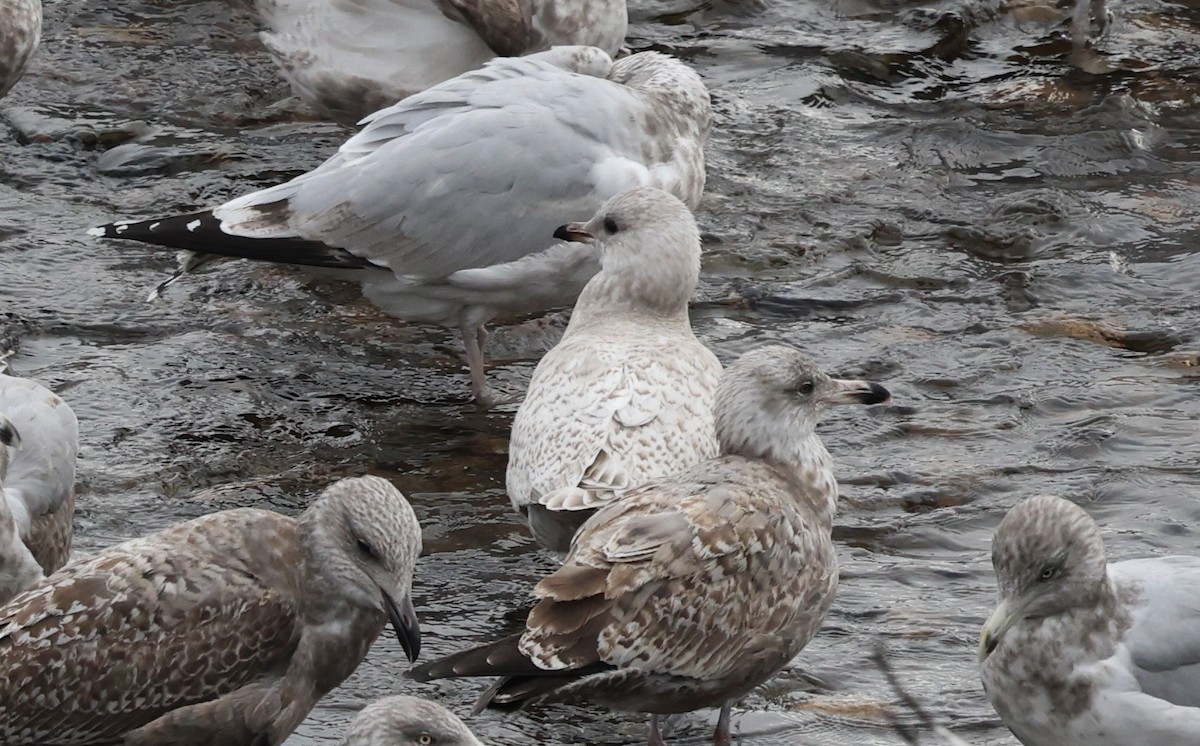 grønlandsmåke (kumlieni) - ML645826857