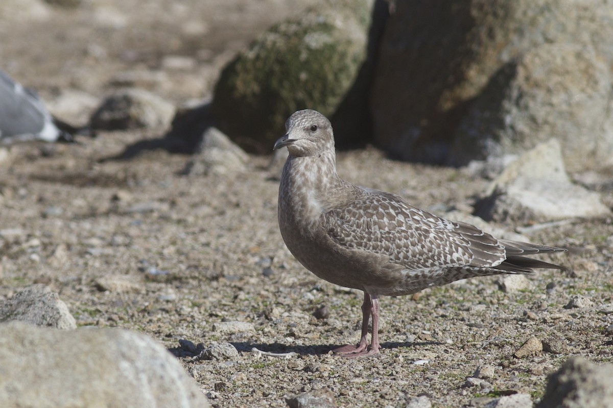 Polarmöwe (Thayermöwe) - ML645826867