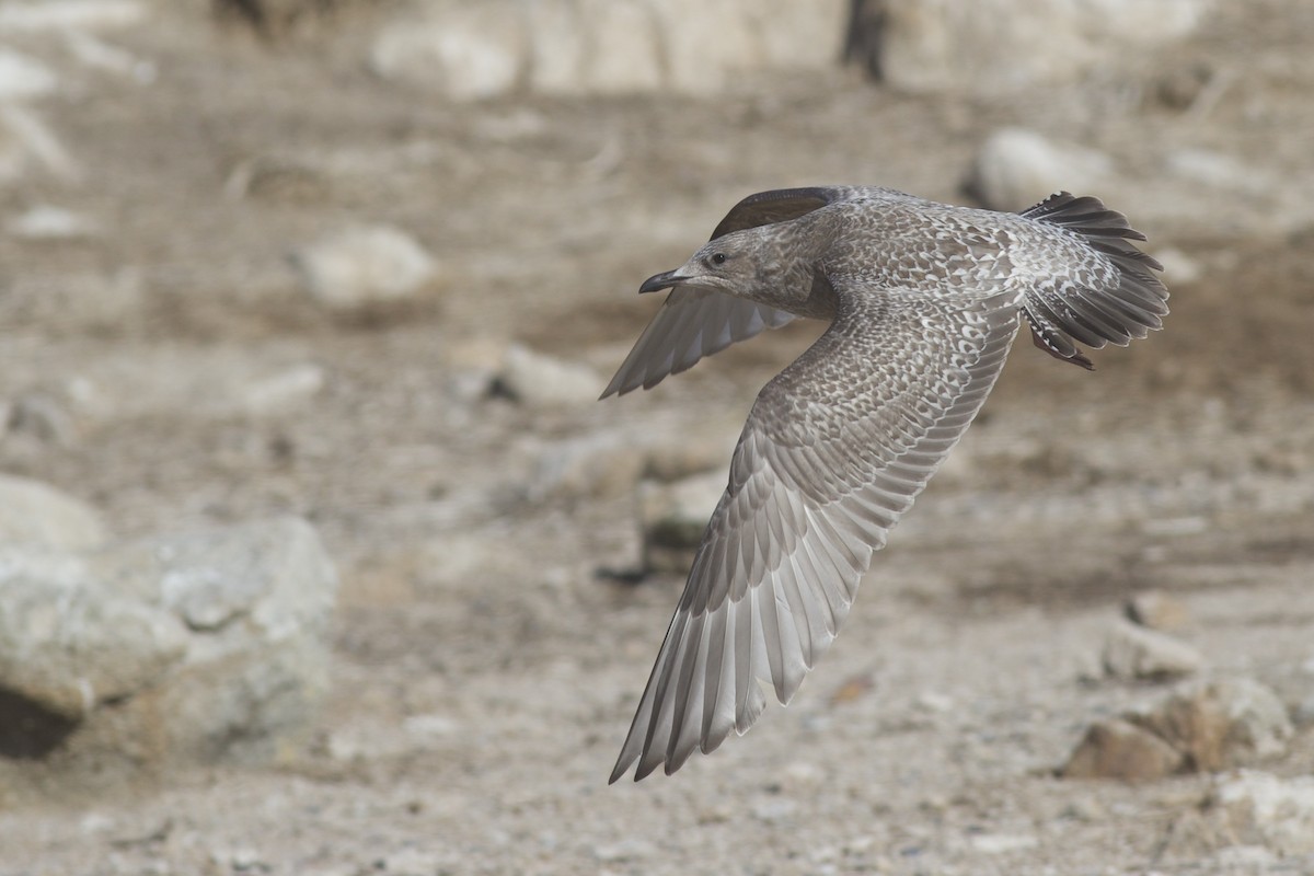 Polarmöwe (Thayermöwe) - ML645826868