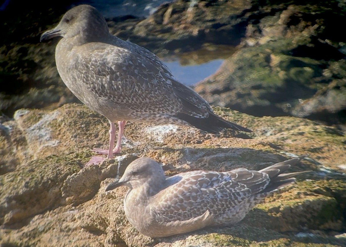 Polarmöwe (Thayermöwe) - ML645826869