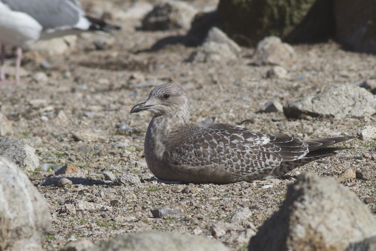 Polarmöwe (Thayermöwe) - ML645826870