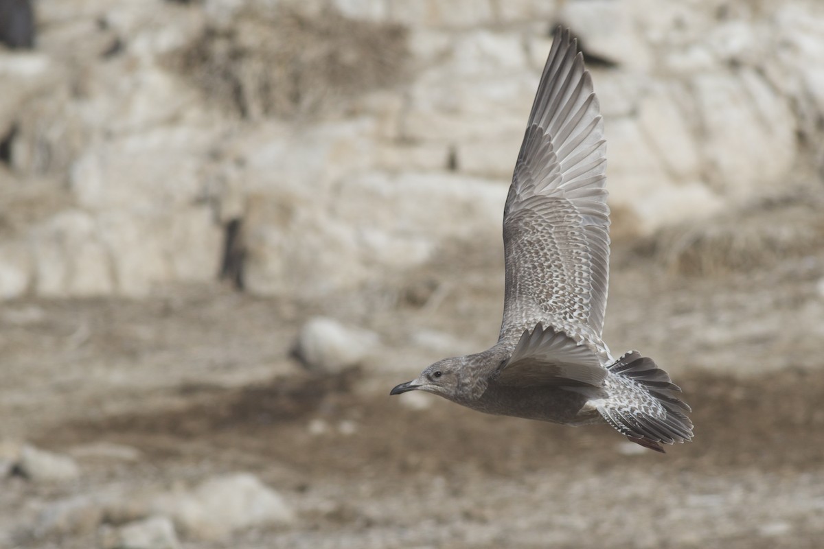 Polarmöwe (Thayermöwe) - ML645826871