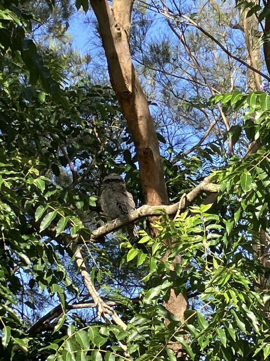 Avustralya Kocaağzı - ML645826876