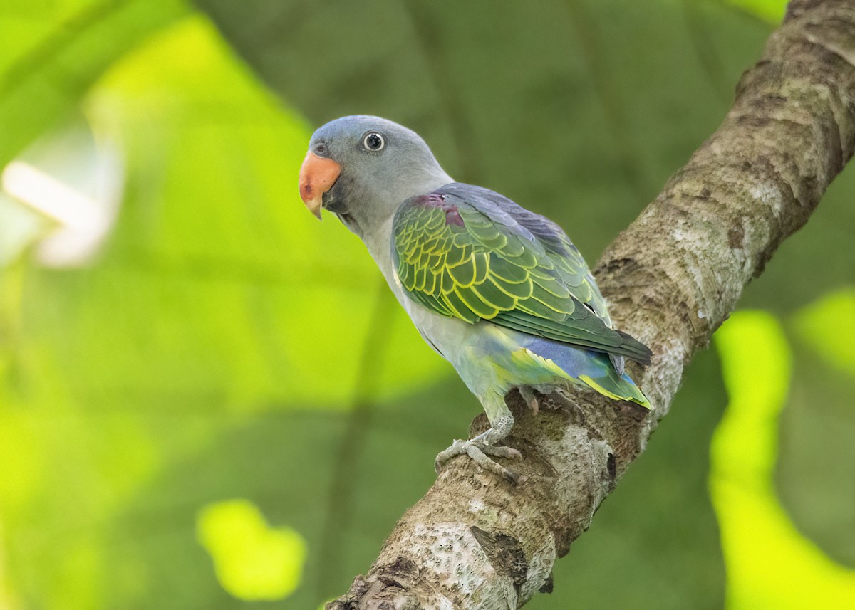 Blue-rumped Parrot - ML645826881