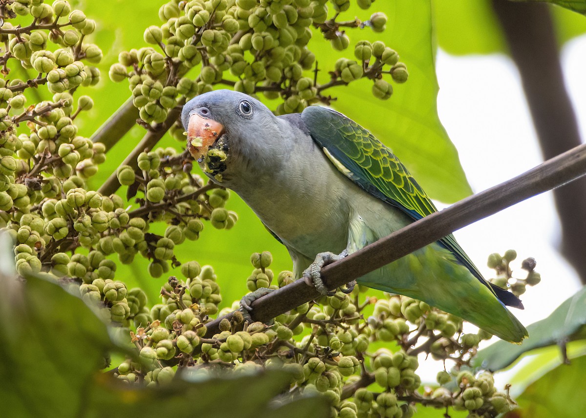 Blue-rumped Parrot - ML645826882