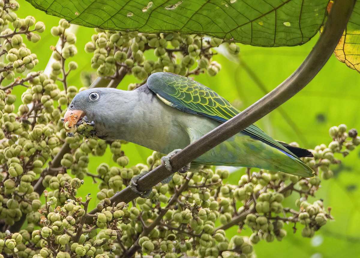 Blue-rumped Parrot - ML645826883