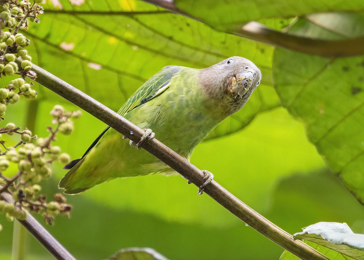 Blue-rumped Parrot - ML645826884