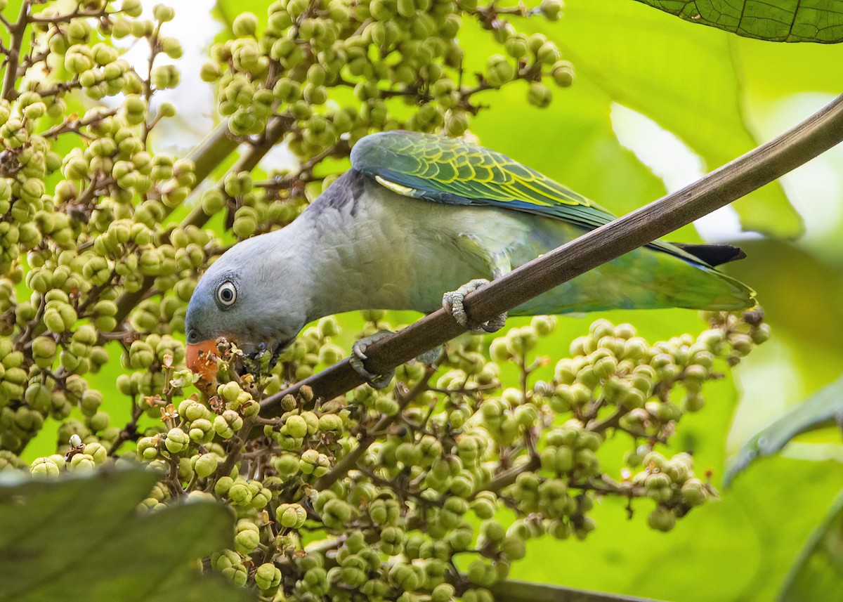 Blue-rumped Parrot - ML645826885
