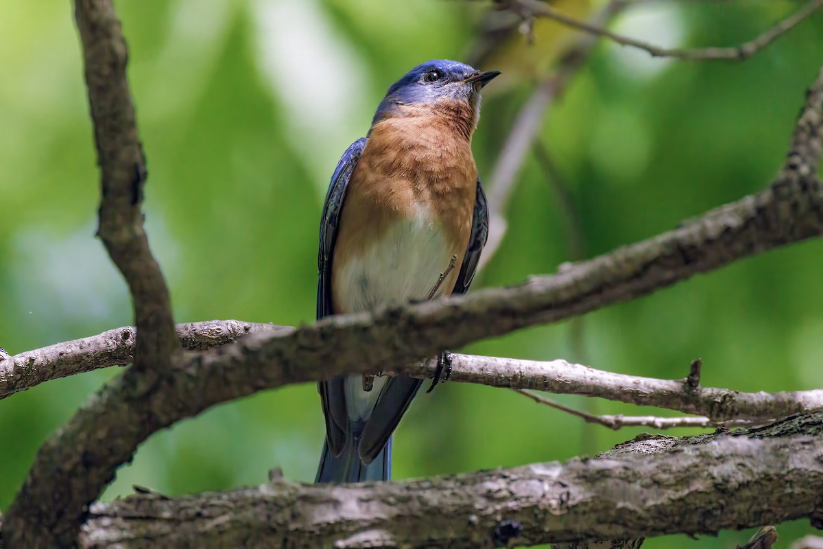 Блакитник східний - ML645826886