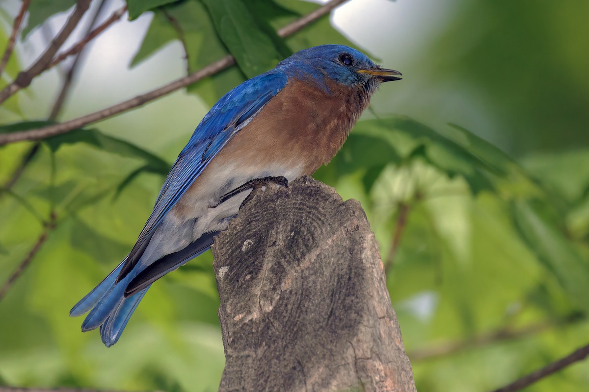 Блакитник східний - ML645826887