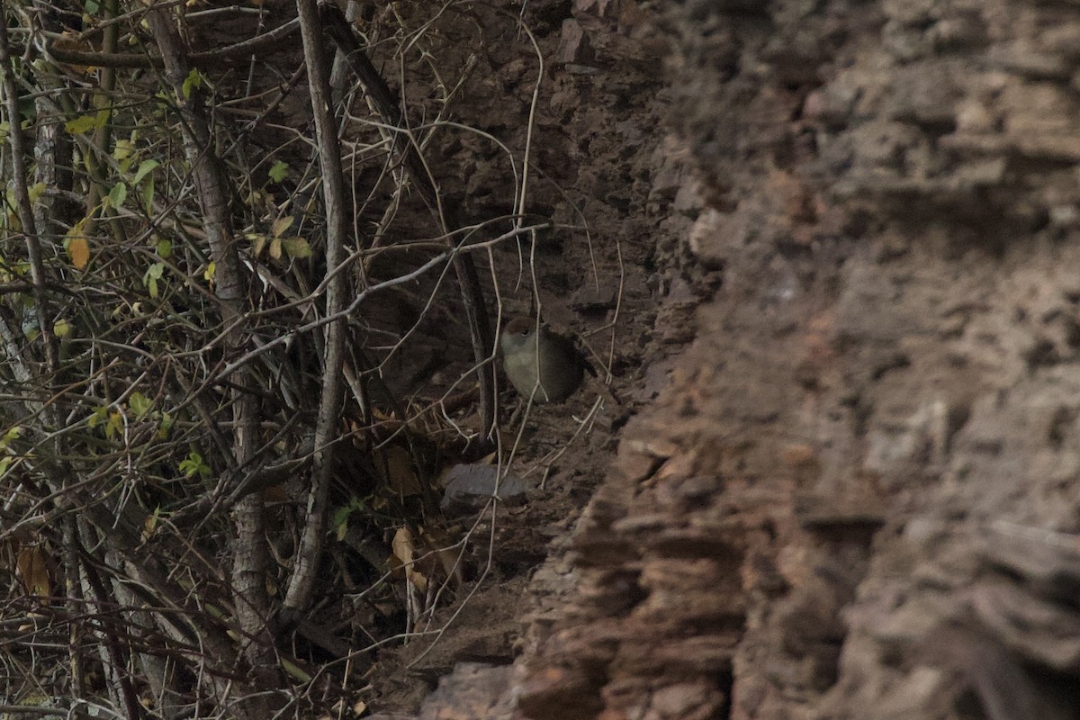 Eurasian Blackcap - ML645826897