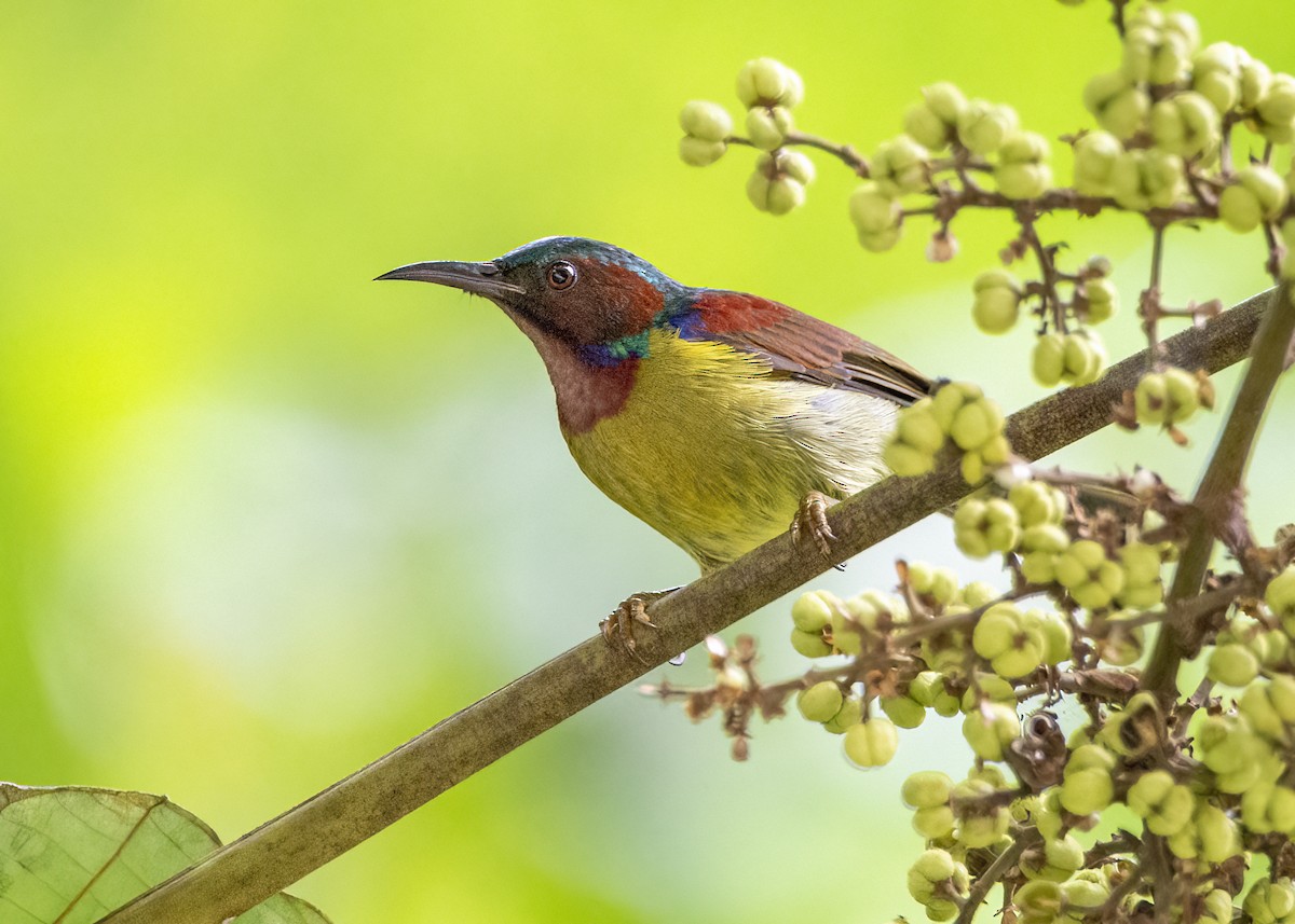 Suimanga Gorjirrojo - ML645826899