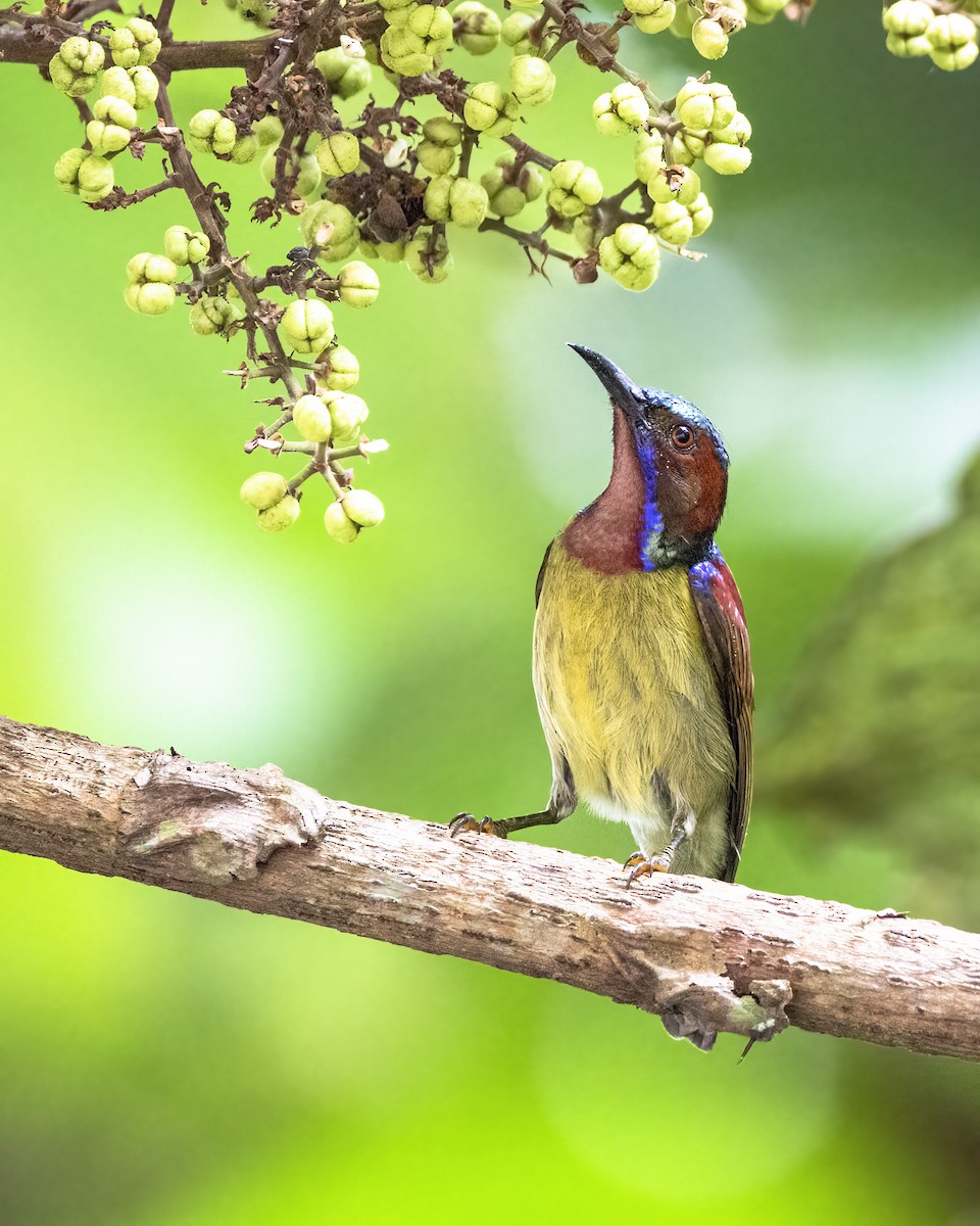 Suimanga Gorjirrojo - ML645826900