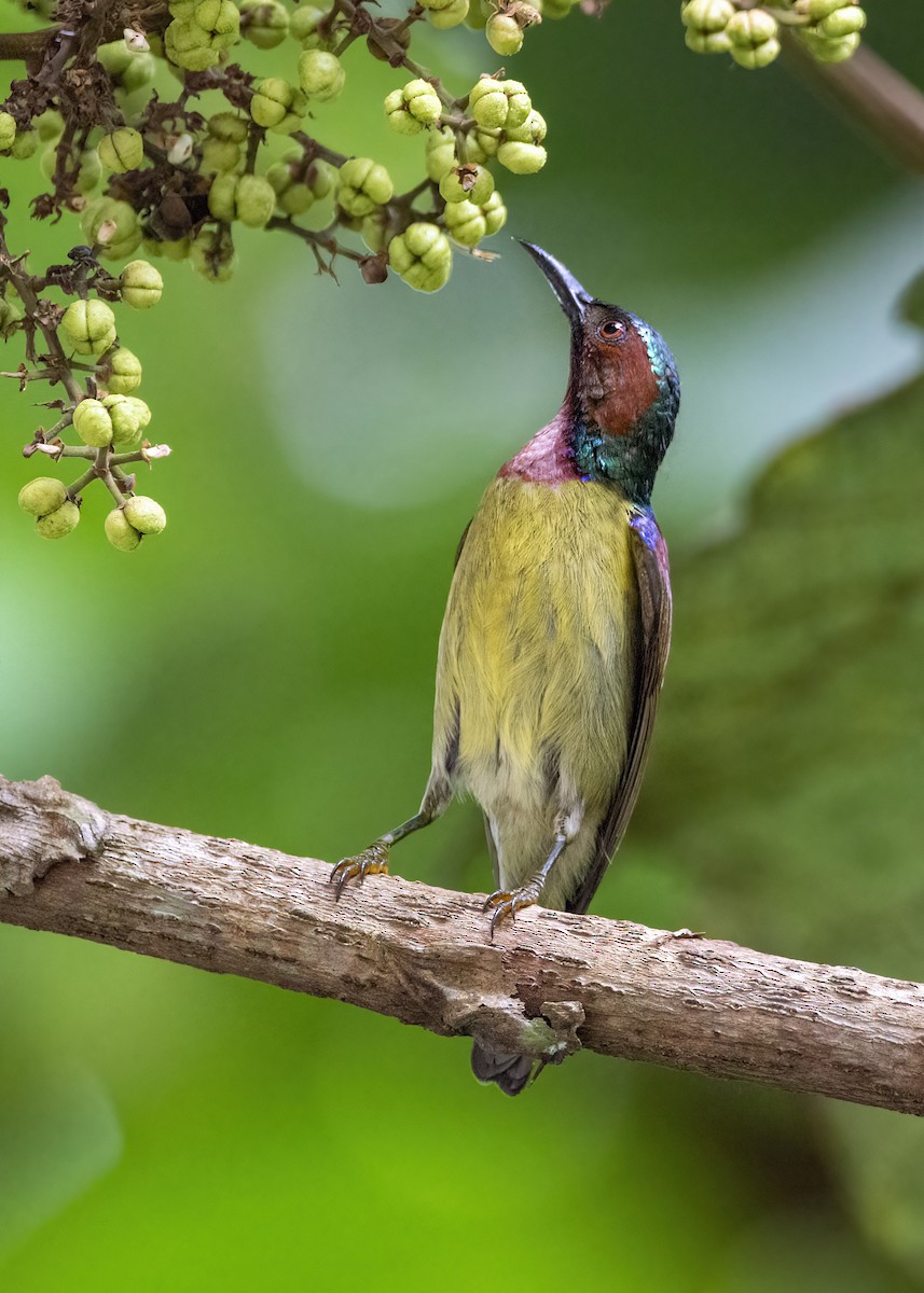 Suimanga Gorjirrojo - ML645826901