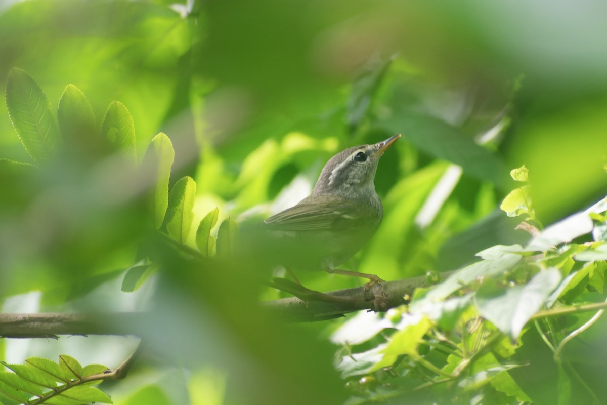 Mosquitero Boreal - ML645826902
