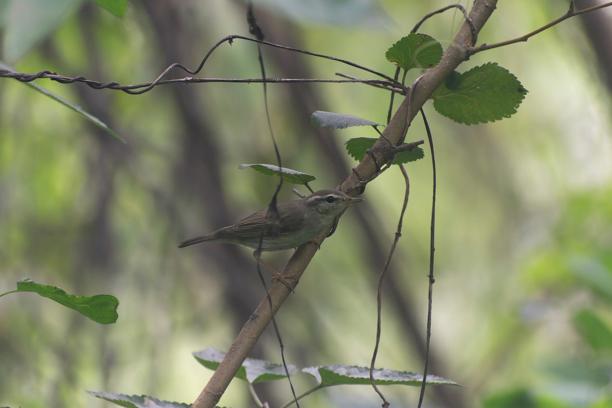 Mosquitero Boreal - ML645826903