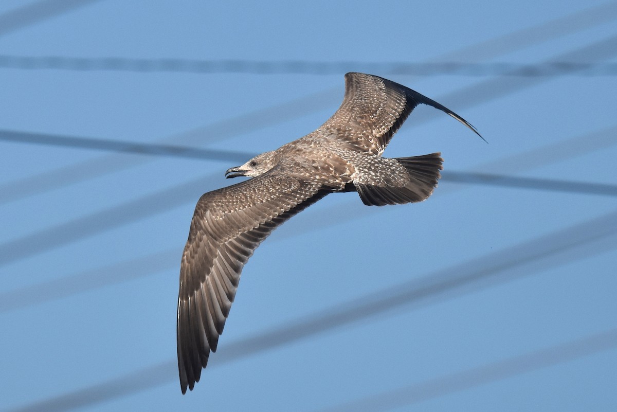 Gaviota Argéntea Americana - ML645826904