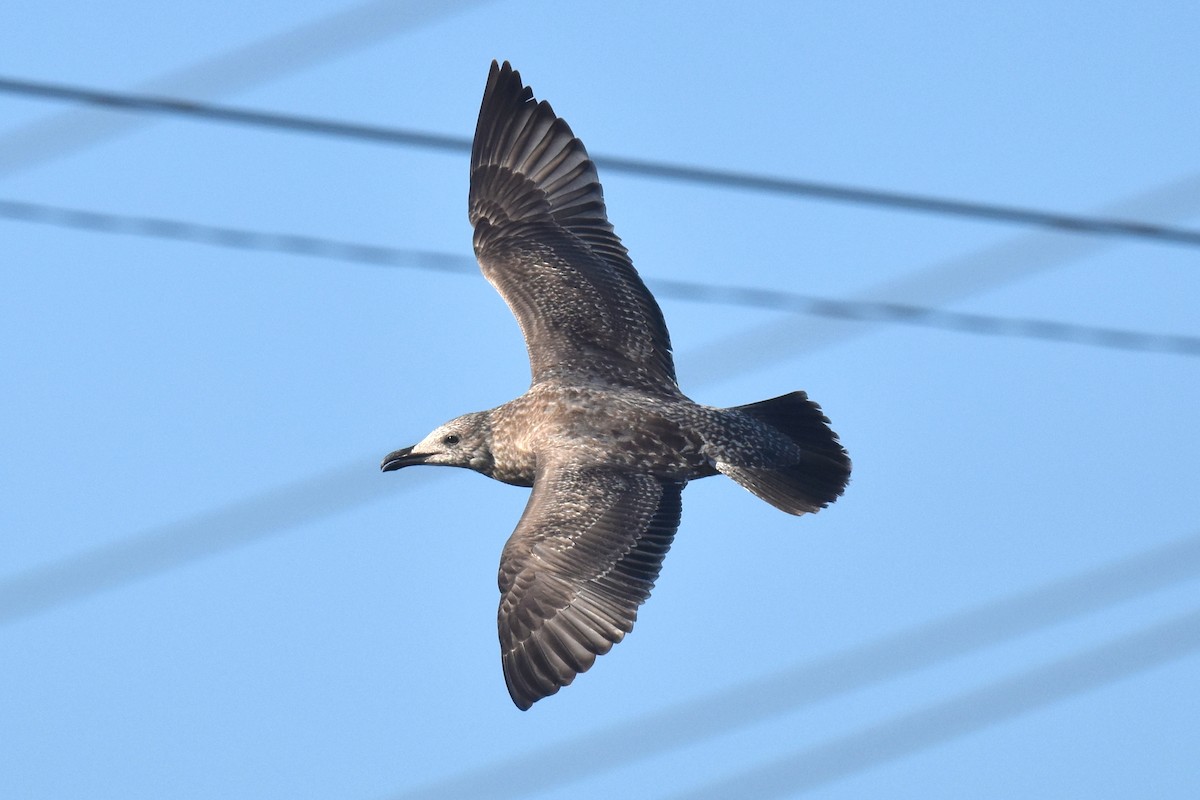 Gaviota Argéntea Americana - ML645826905