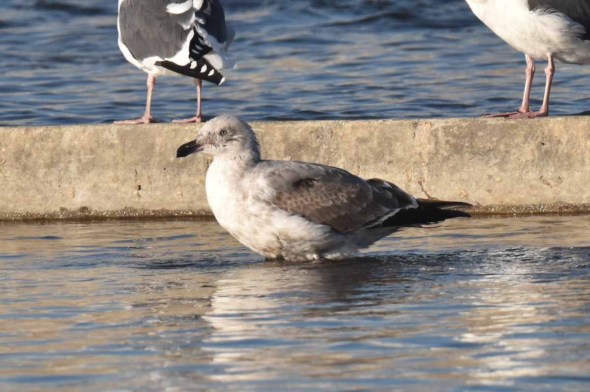Gaviota Occidental - ML645826906