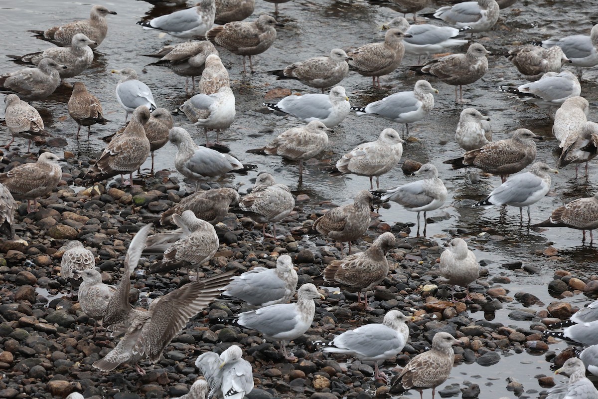 Gaviota Argéntea Americana - ML645826907
