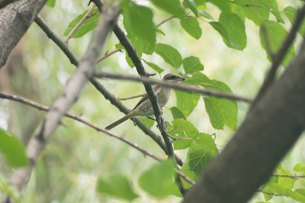 Alcaudón Pardo - ML645826908