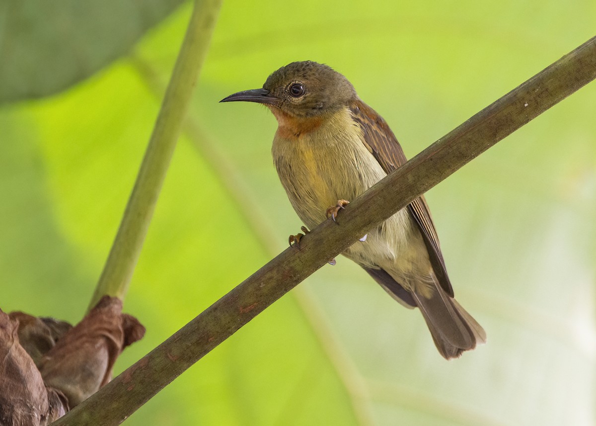 Suimanga Gorjirrojo - ML645826909