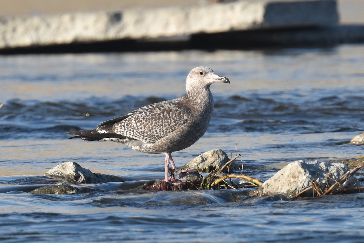 Gaviota Argéntea Americana - ML645826910