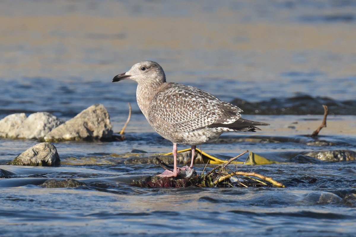 Gaviota Argéntea Americana - ML645826911