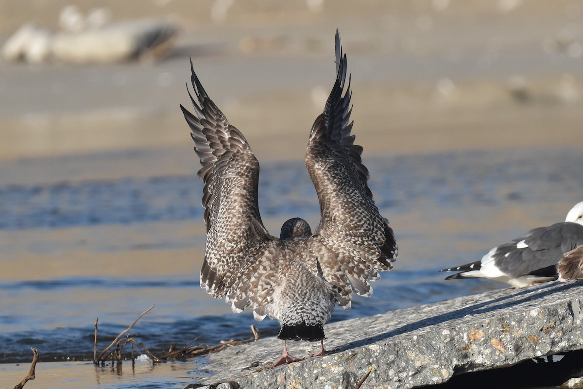 Gaviota Argéntea Americana - ML645826912