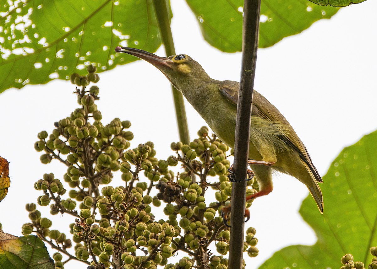 Arañero Carigualdo - ML645826913