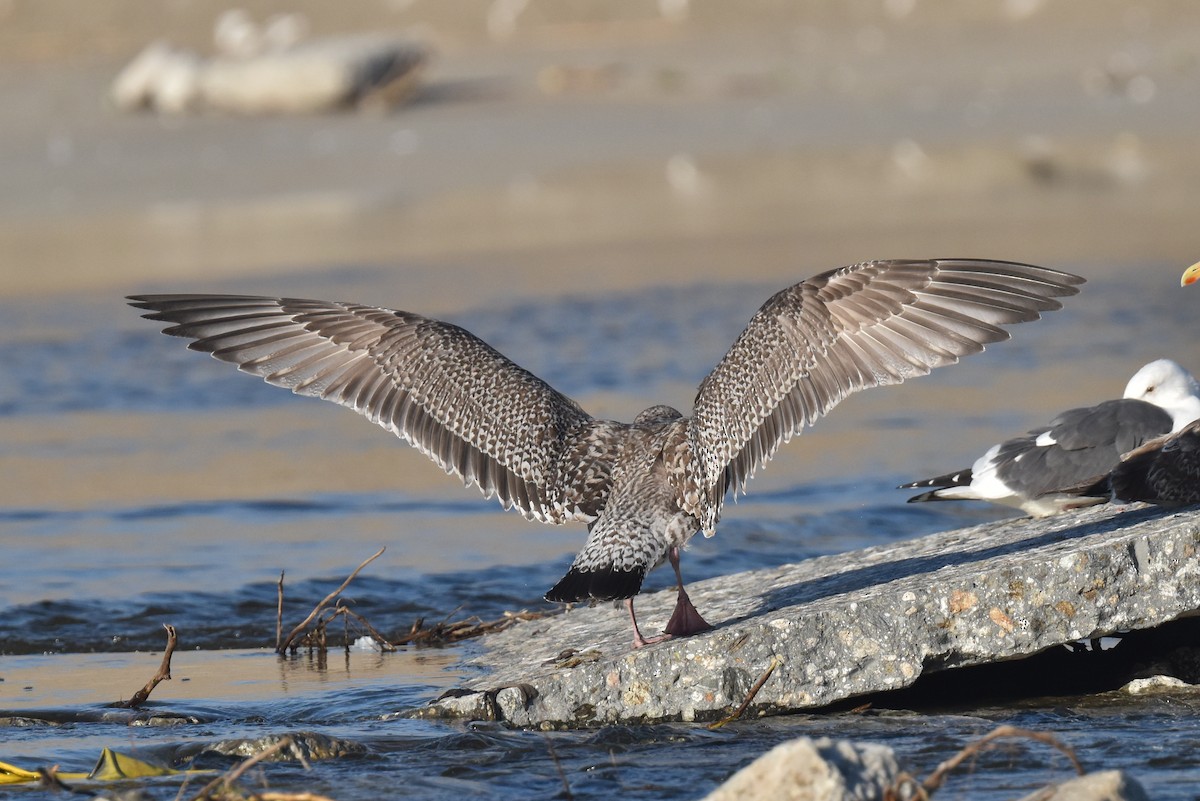 Gaviota Argéntea Americana - ML645826914