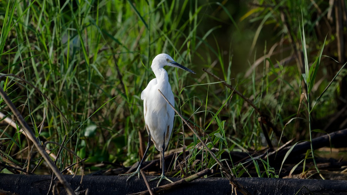 Garceta Común - ML645826915