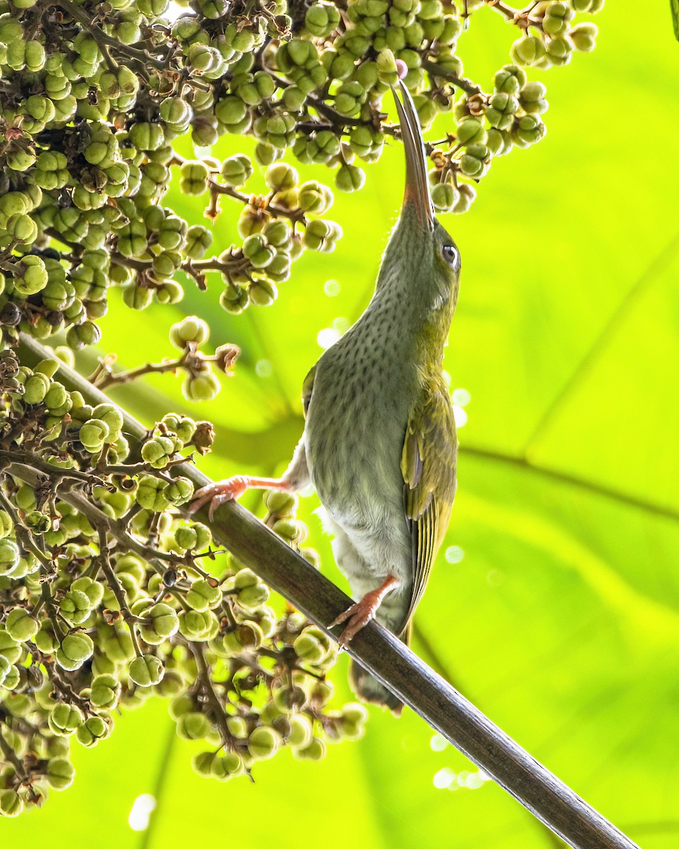 Arañero Modesto - ML645826916