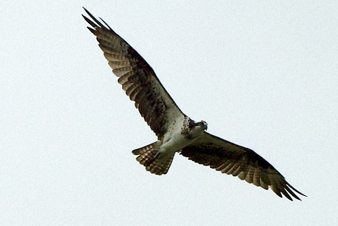 Águila Pescadora - ML645826917