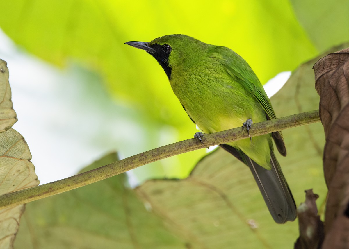 Verdín Gorjiazul - ML645826918