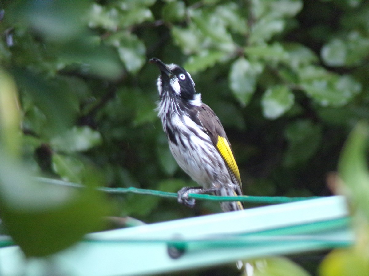 Mielero de Nueva Holanda - ML645826919