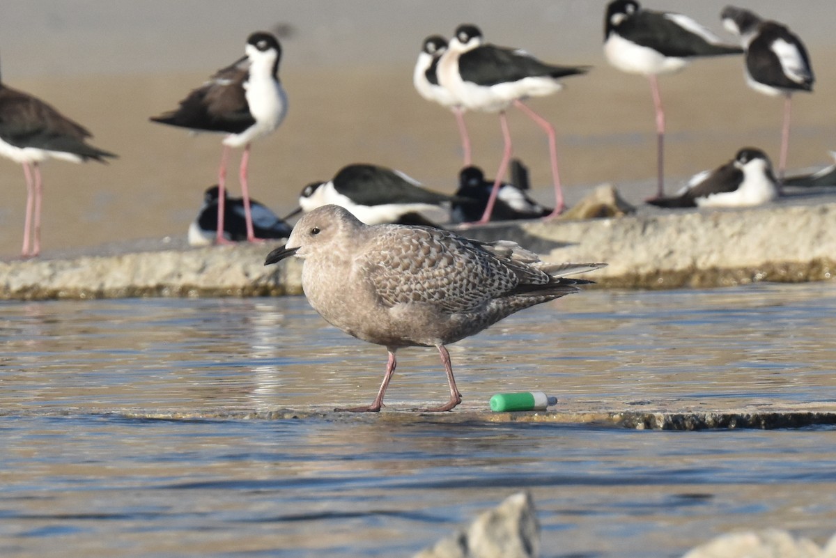 Gaviota Groenlandesa (Esquimal) - ML645826921
