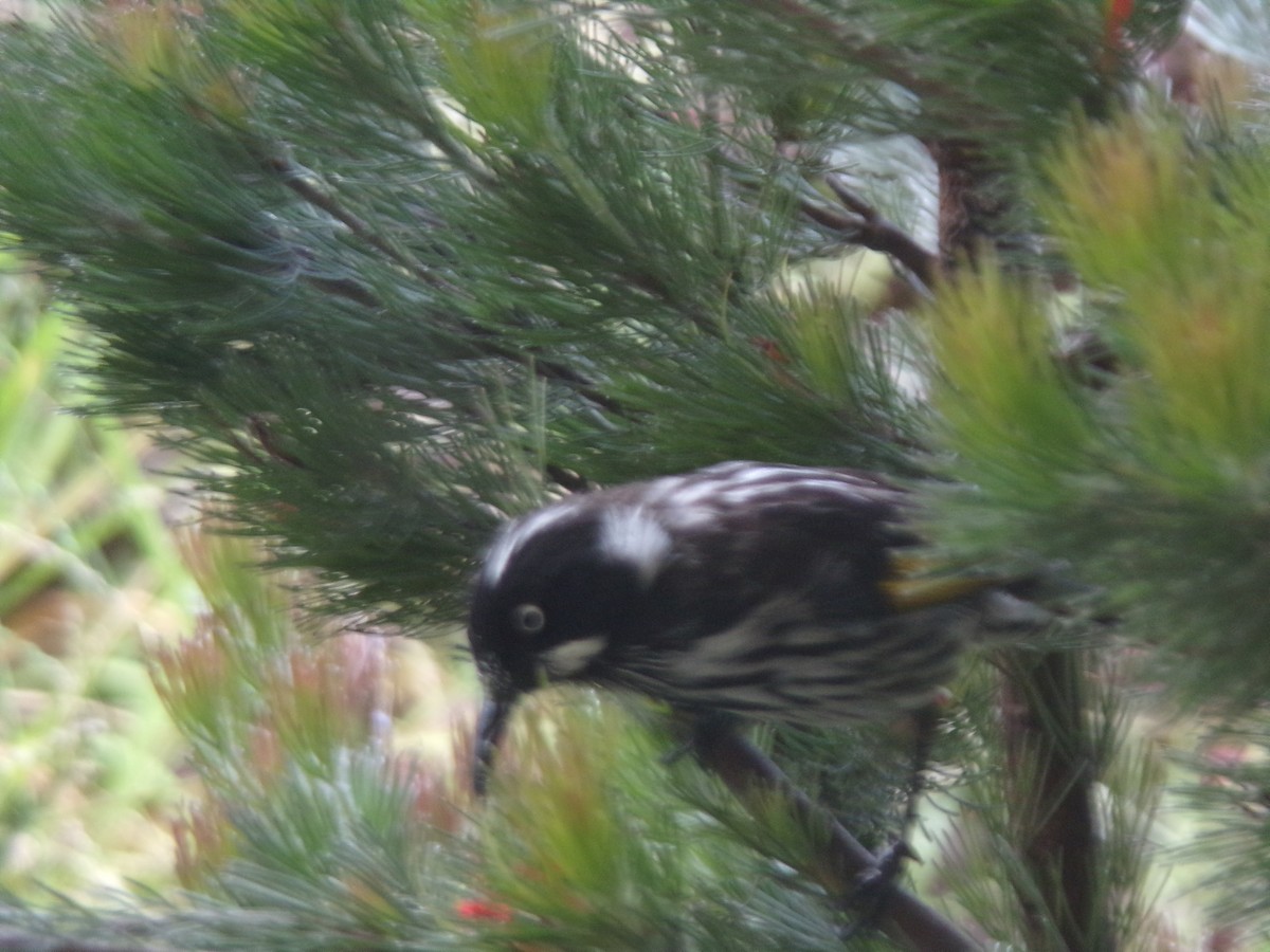 Mielero de Nueva Holanda - ML645826922