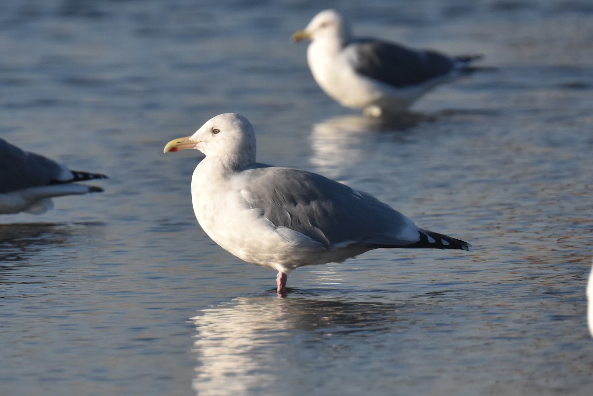 Gaviota Argéntea Americana x de Bering (híbrido) - ML645826923