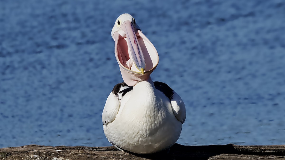 Pelícano Australiano - ML645826924