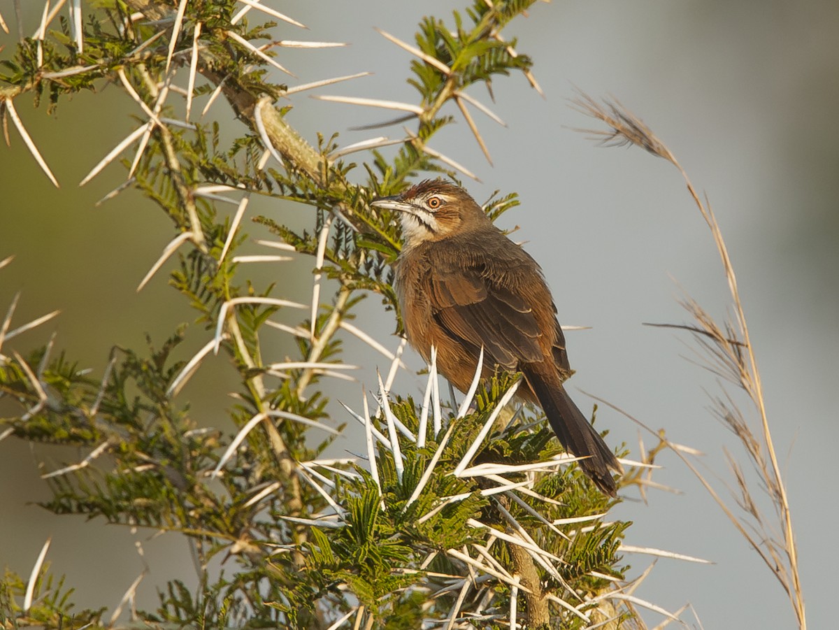 Yerbera Bigotuda - ML645826926