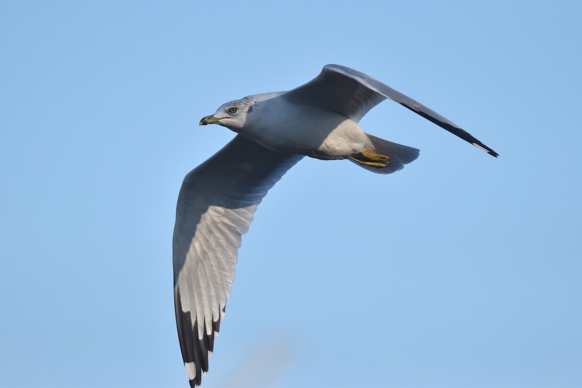 Gaviota de Delaware - ML645826927