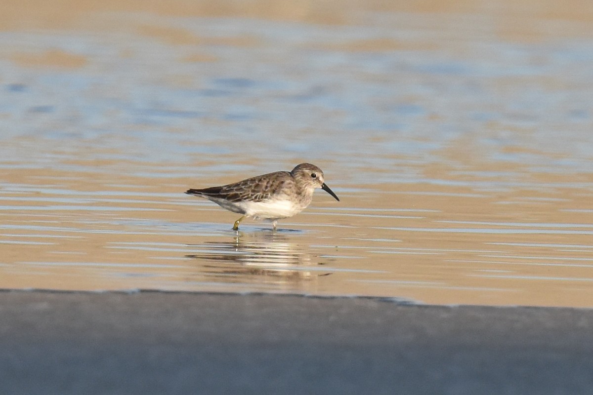 Correlimos Menudillo - ML645826928