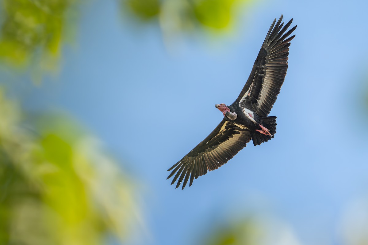 Red-headed Vulture - ML645826929