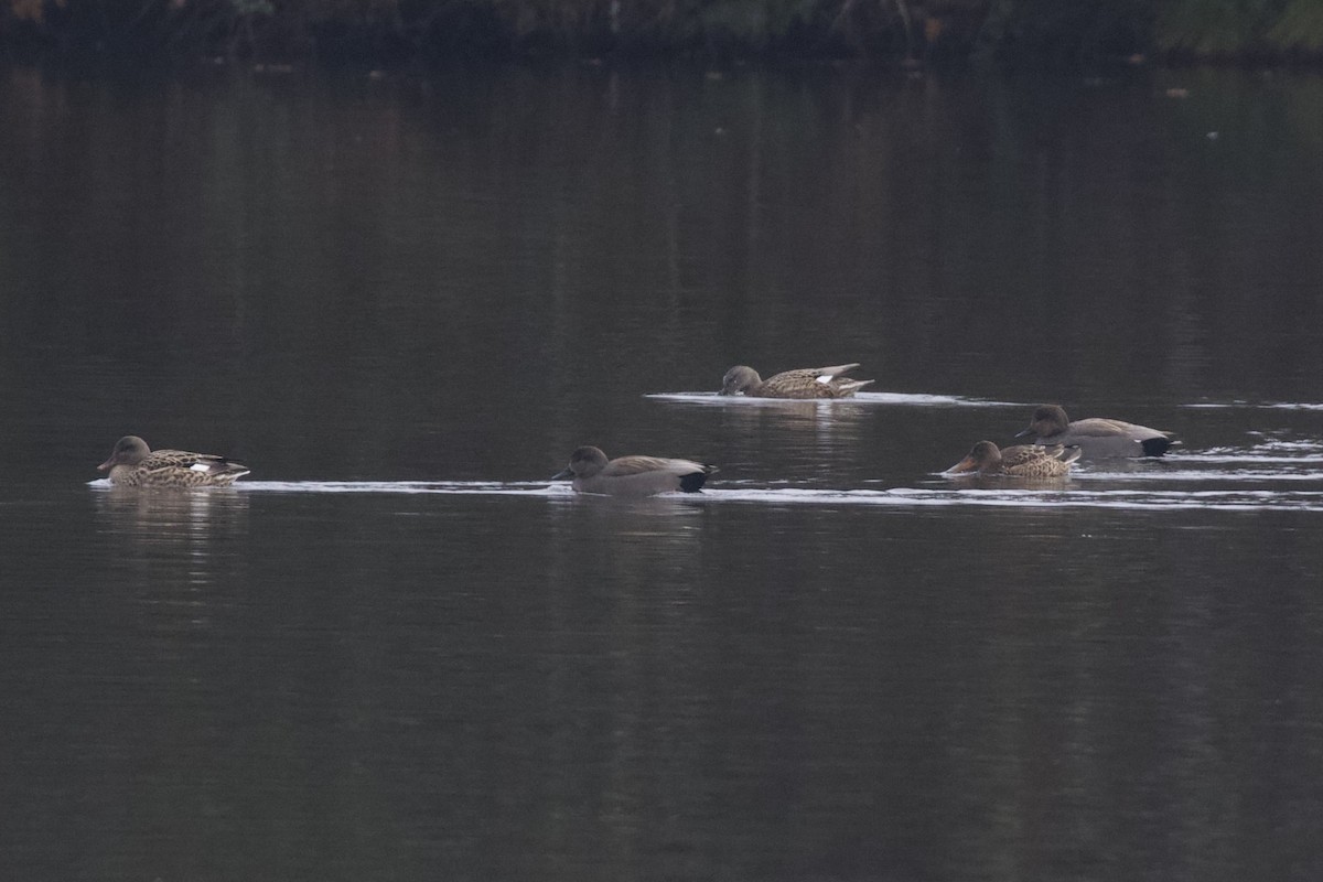 Серая утка - ML645826931