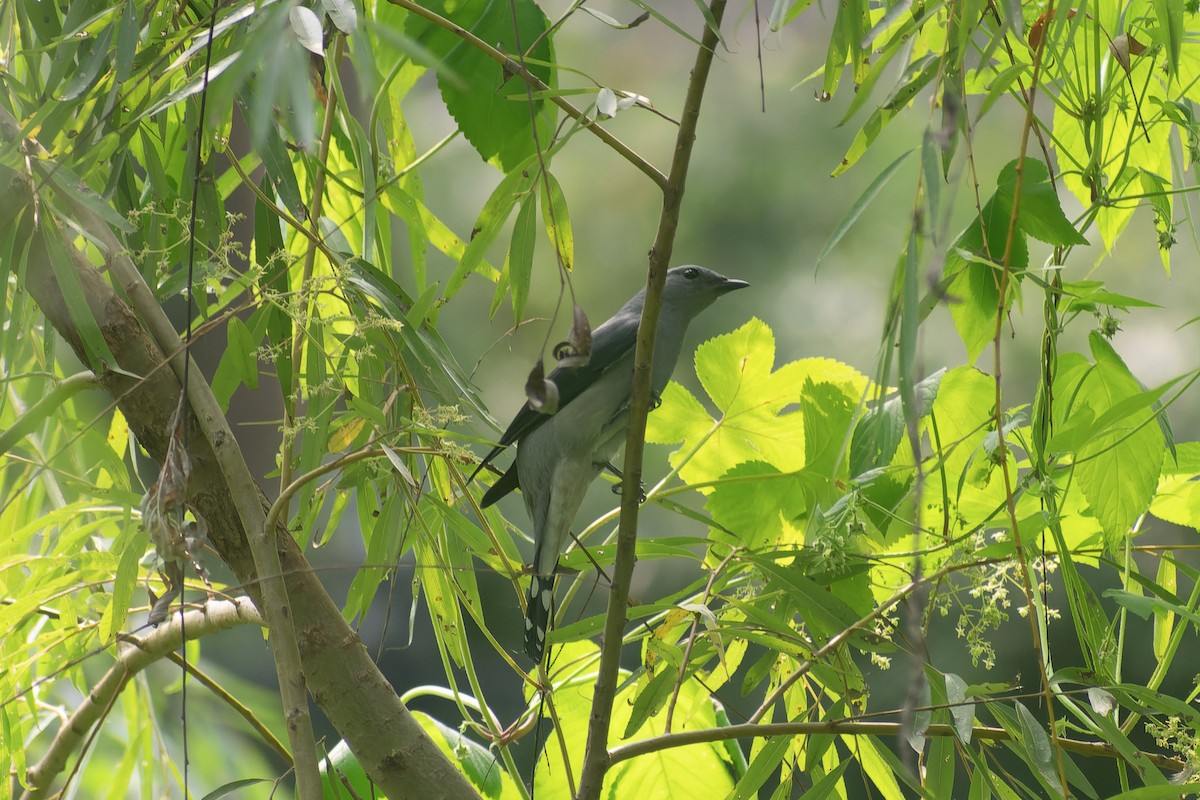 Black-winged Cuckooshrike - ML645826932