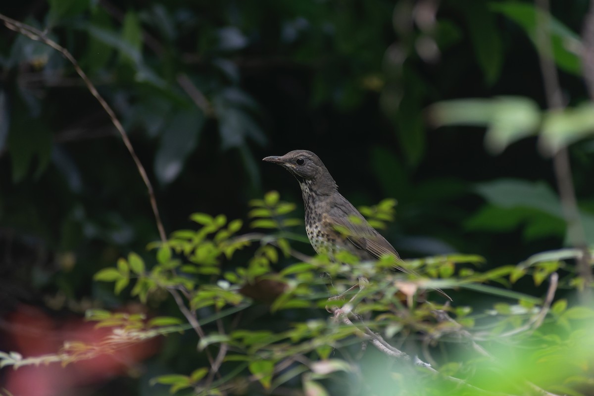 Japanese Thrush - ML645826935