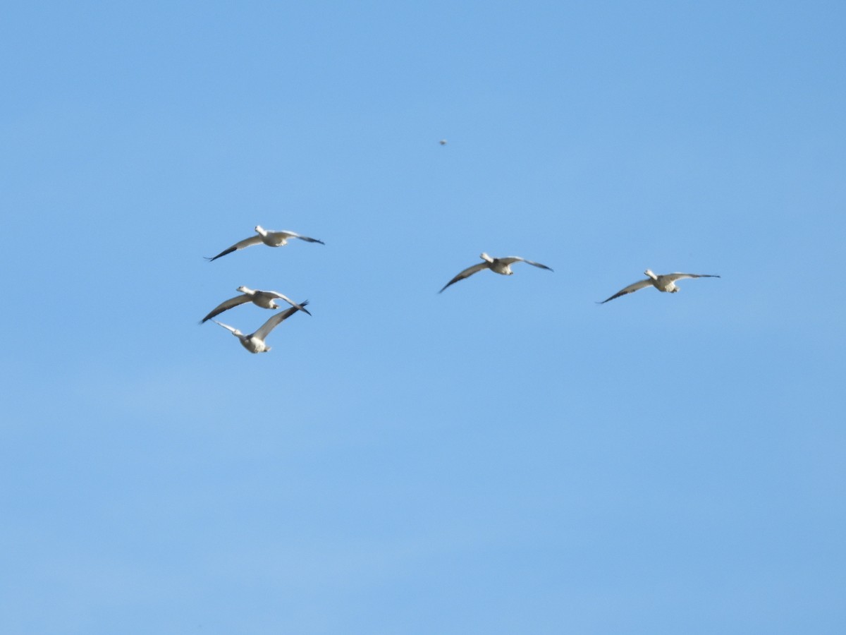 Гуска біла - ML645826937