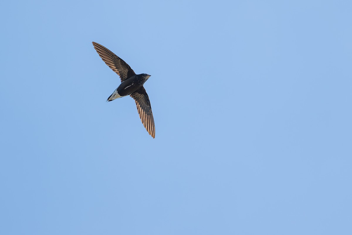 Brown-backed Needletail - ML645826940
