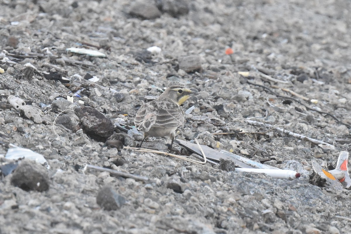 Alondra Cornuda - ML645826941